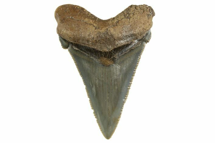 Serrated Angustidens Tooth - Megalodon Ancestor #321687